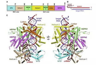 cell crispr cas系统切割rna研究中获重要进展